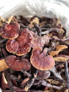 Nấm Lim Xanh Điện Biên