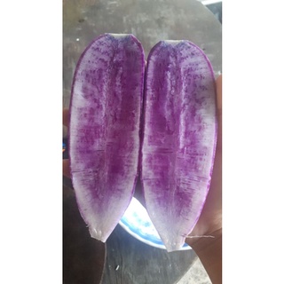 20 HẠT GIỐNG CỦ CẢI HÀN QUỐC TÍM ( CỦ CẢI VUA)