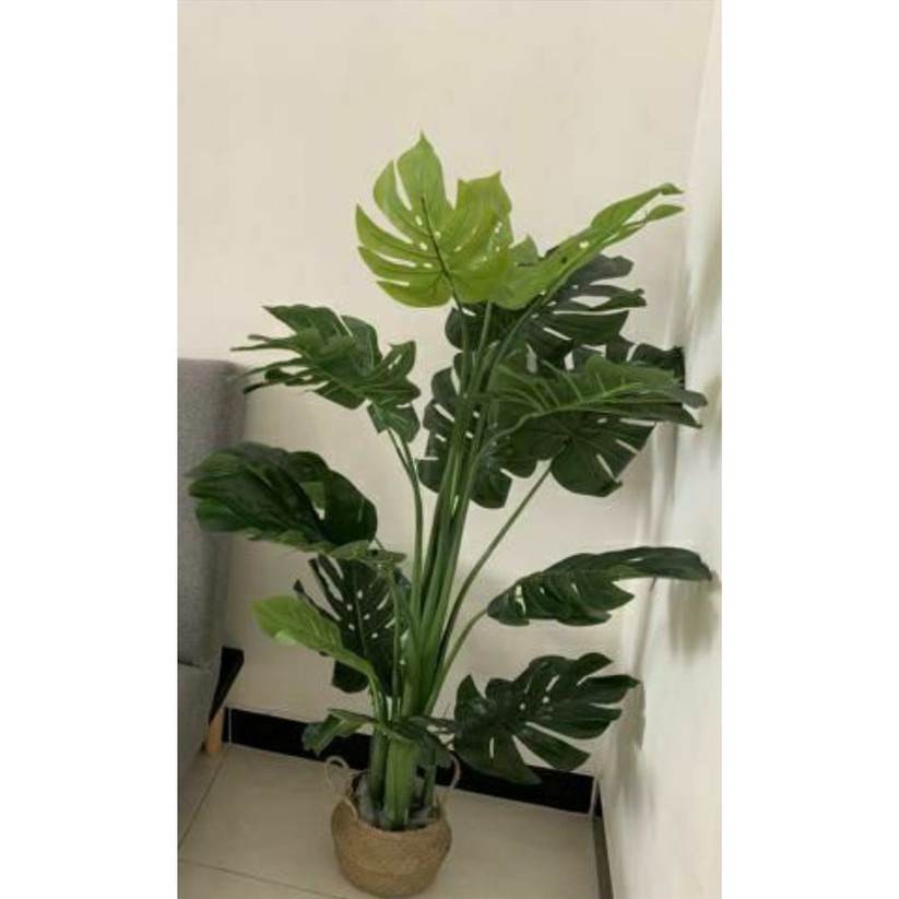 Cây lá rùa phong thủy trang trí nhà cửa cao 1.4met