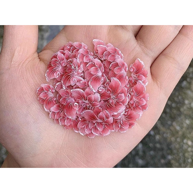 Hoa bột ẩn(giá 1 bông)