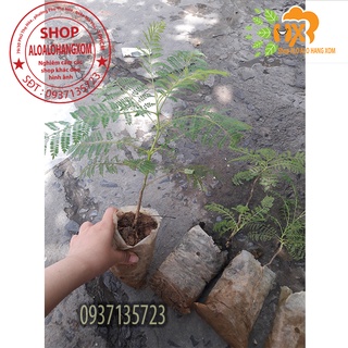 combo 5 cây phượng tím cây giống
