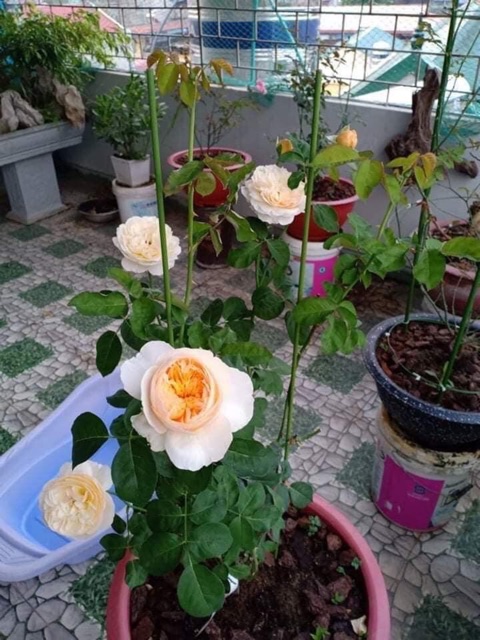 Cọc tree đỡ hồng. Cọc làm dàn đỡ | BigBuy360 - bigbuy360.vn