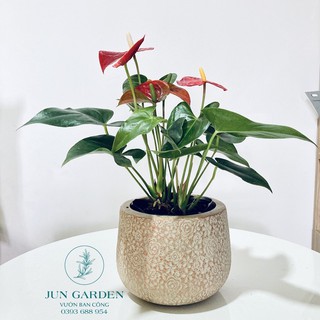 Cây Hồng Môn Đỏ JUN GARDEN để bàn dễ chăm sóc