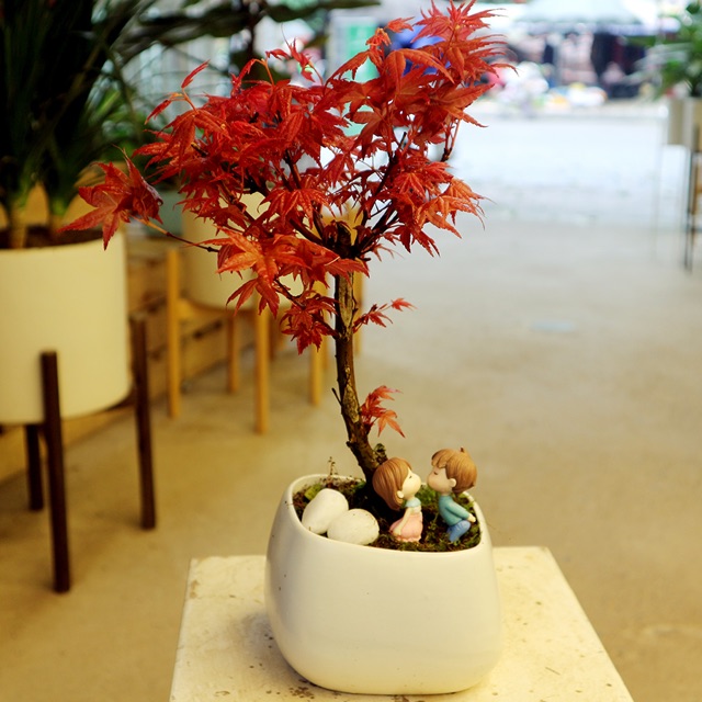 Phong lá đỏ để bàn dáng bonsai