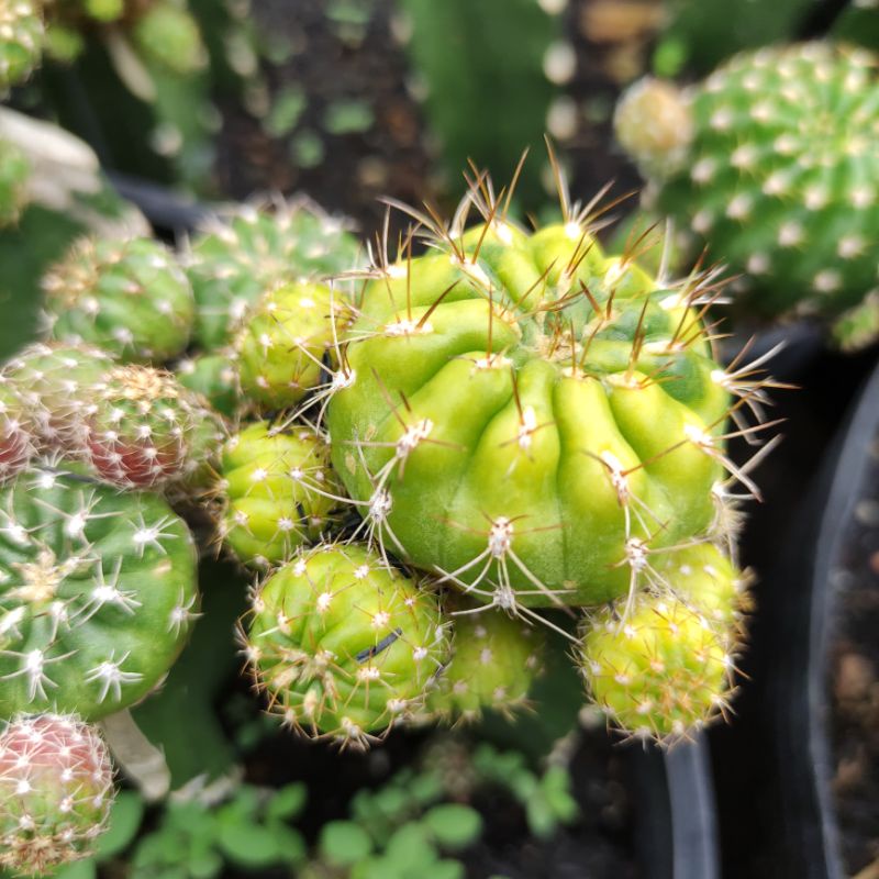 Xương rồng Matucana lem tháp - Size cây 4cm - Lem vàng xanh