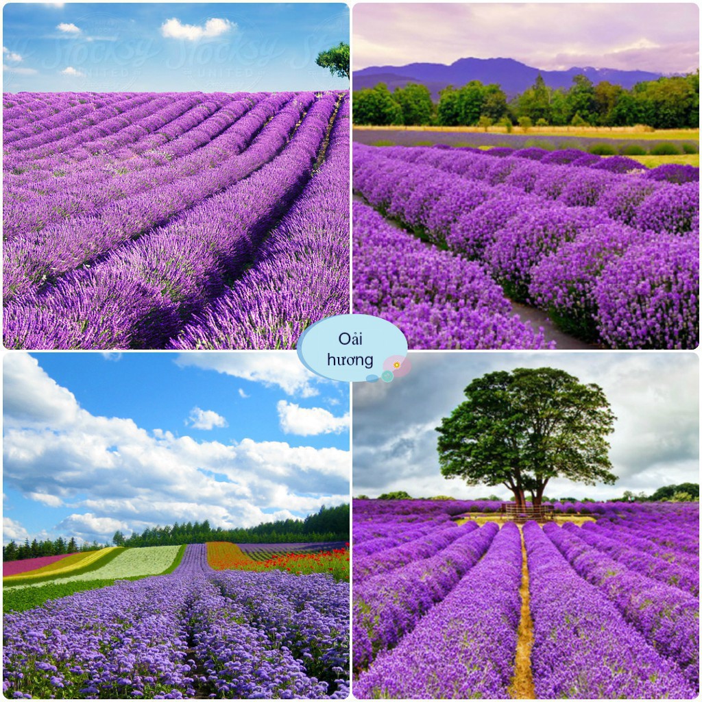 Hạt Giống Hoa Oải Hương