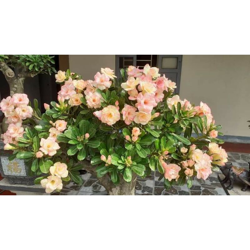 Gói 30 hạt sứ thái cánh kép Thái Lan.