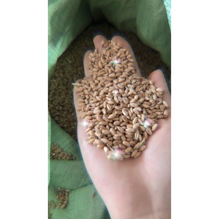 1KG Hạt giống cỏ mèo, cỏ lúa mạch