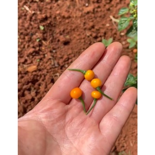 Ớt Charapita - Peru đắt nhất thế giới (15 hạt)