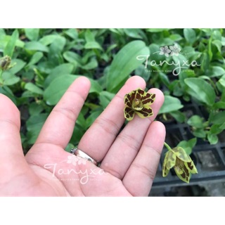 [RẺ VÔ ĐỊCH] Hoàng Hậu Mini Da Beo Xanh Cực Siêng Hoa
