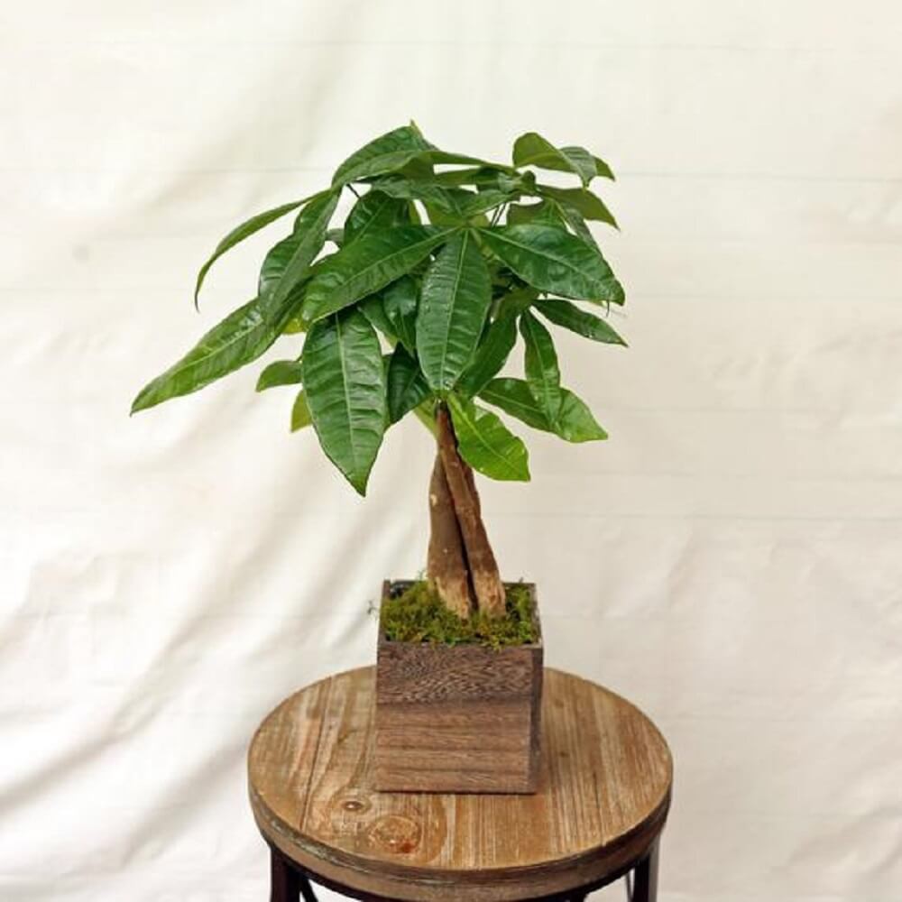 Cây Pachira aquatica Bonsai (Money tree, Cây dẻ cảnh Pháp) chậu nhựa