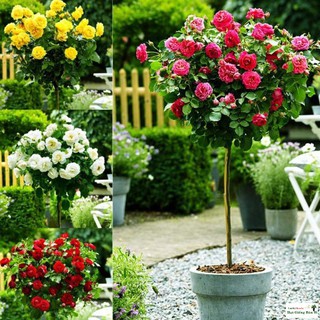 Gói 10 hạt giống hoa hồng tree thân gỗ Luckyy.