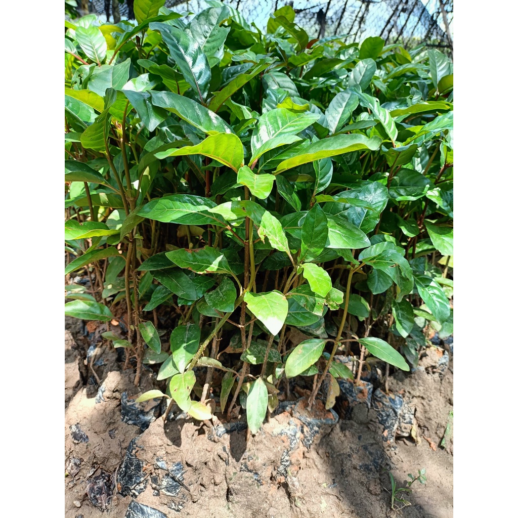 Cây giống gáo vàng