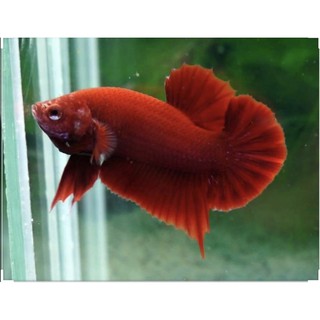 BETTA SUPER RED