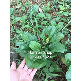 Cây Mã Đề Tươi_Khô_Cây giống