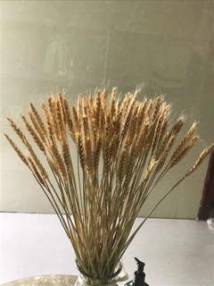 Bông lúa mạch khô (oder)