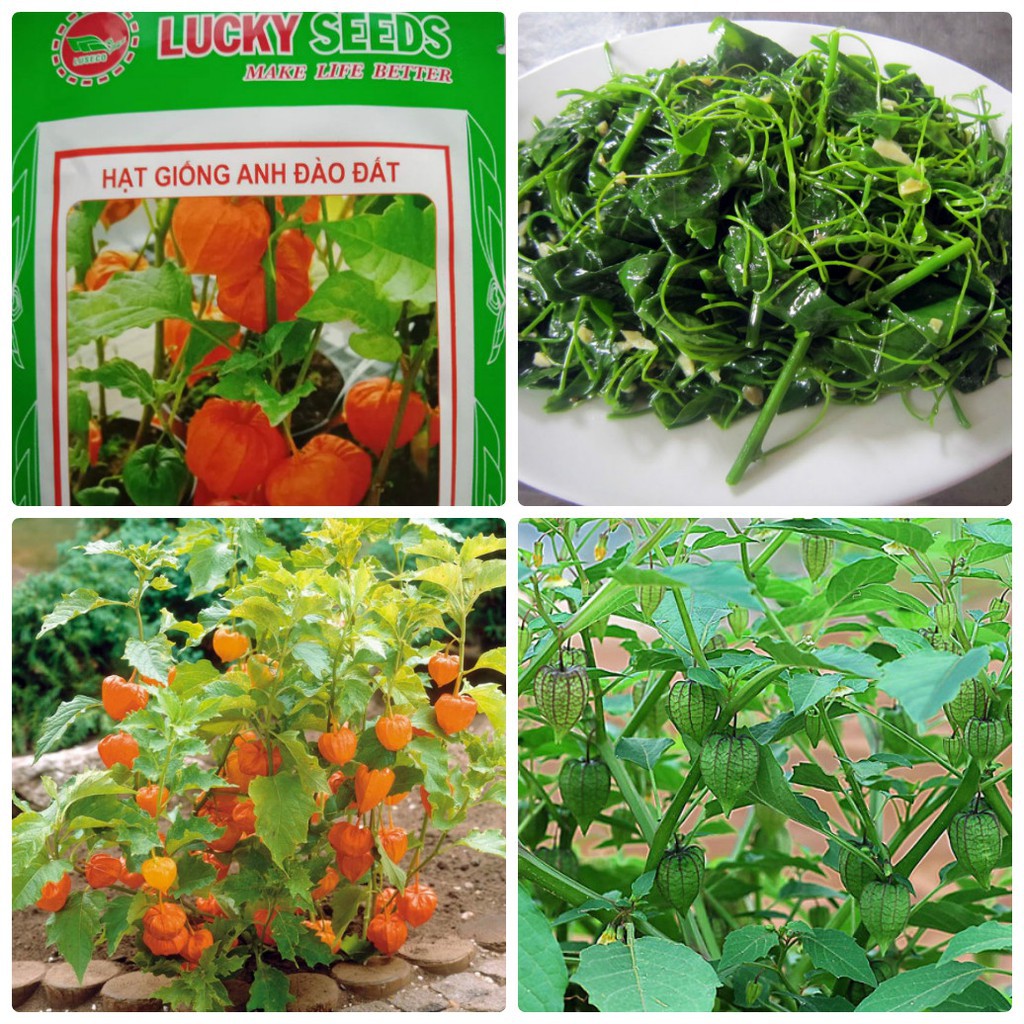 Cung Cấp Hạt giống anh đào đất LUCKY SEEDS -50 hạt hạt đẹp