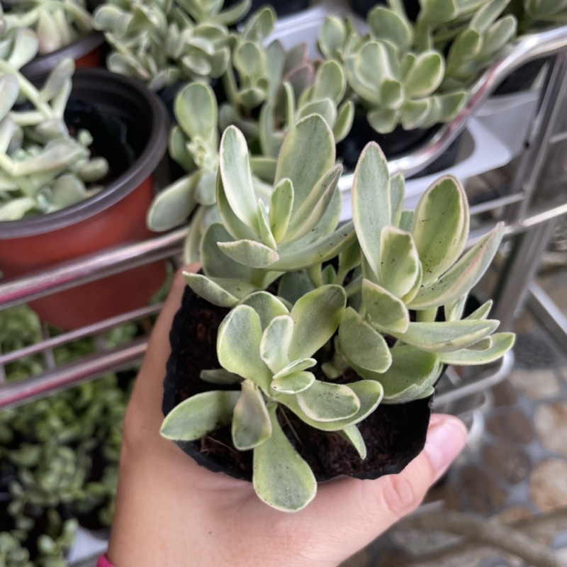 Sen Đá Bướm Var - size Bầu