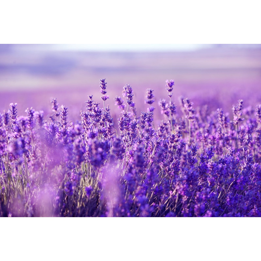 Hạt Giống Hoa Oải Hương Lavender - SL: 50 HẠT