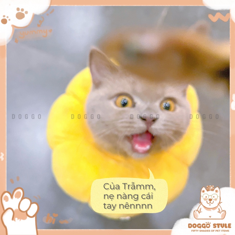 Treat Bánh Thưởng Cho Chó Mèo Cá Cơm Tươi Sấy Khô DOGGOSTYLE Homemade Cung Cấp Protein Omega 3 Giúp Mượt Lông