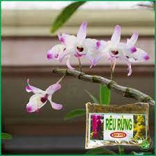 Rêu rừng trồng lan Newzita