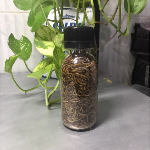 Sâu mini thức ăn cho hamsters