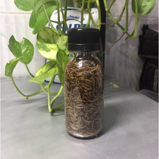 Sâu mini thức ăn cho hamsters