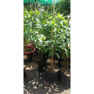 vú sữa hoàng kim óng vàng ngọt lịm