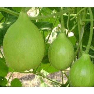 1g Hạt Giống Bầu Tròn (Lagenaria siceraria)