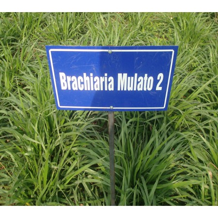 Hạt giống cỏ Mulato II - Cỏ Sả Dinh Dưỡng (gói 1kg)