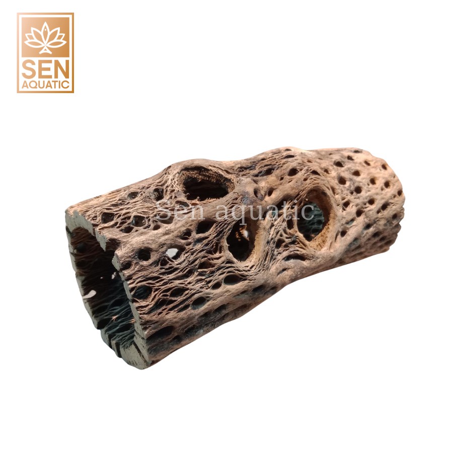 Lũa Cholla Teddy Bear