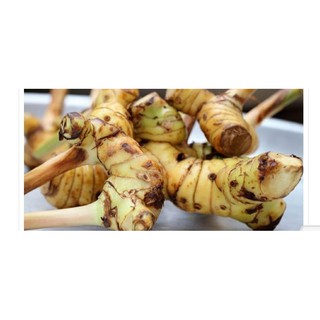 cây riềng làm giống