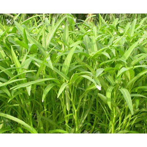 HẠT GIỐNG RAU MUỐNG