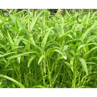 HẠT GIỐNG RAU MUỐNG