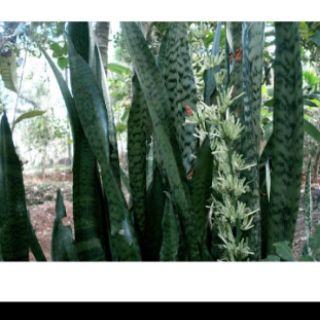 cây lưỡi hổ cao