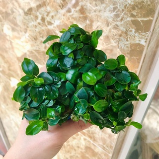 Ráy Nana Nhiều Ngọn  - Cây thủy sinh gắn giá thể