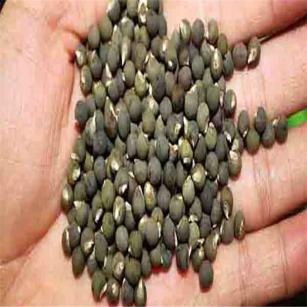 [Hot] - Hạt giống đậu bắp chất lượng cao - Tặng kích mầm & Tài liệu hướng dẫn gieo trồng
