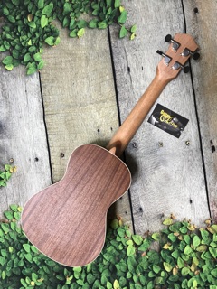 Đàn Ukulele Concert MT-800 CB1