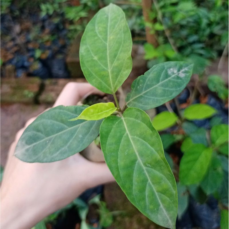 Cây giống thìa canh lá to đặc sản hòa bình mua 5 cây tặng 1 cây