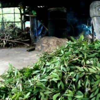TINH DẦU TRÀM HUẾ