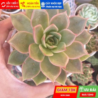 Sen đá đế vương hồng size trung, đã thuần khí hậu nóng, khoẻ đẹp, hoàn tiền khi cây bị hư hoặc lỗi