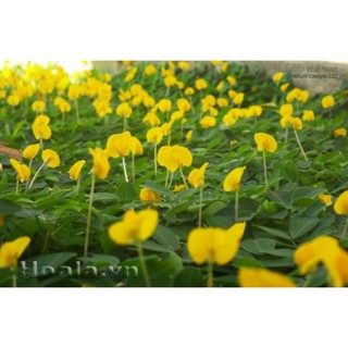 CÂY CỎ LẠC ( CÓ BẦU ĐẤT)