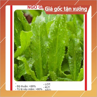 Hạt Giống Ngò Gai (Mùi tàu) 2gr Hạt giống