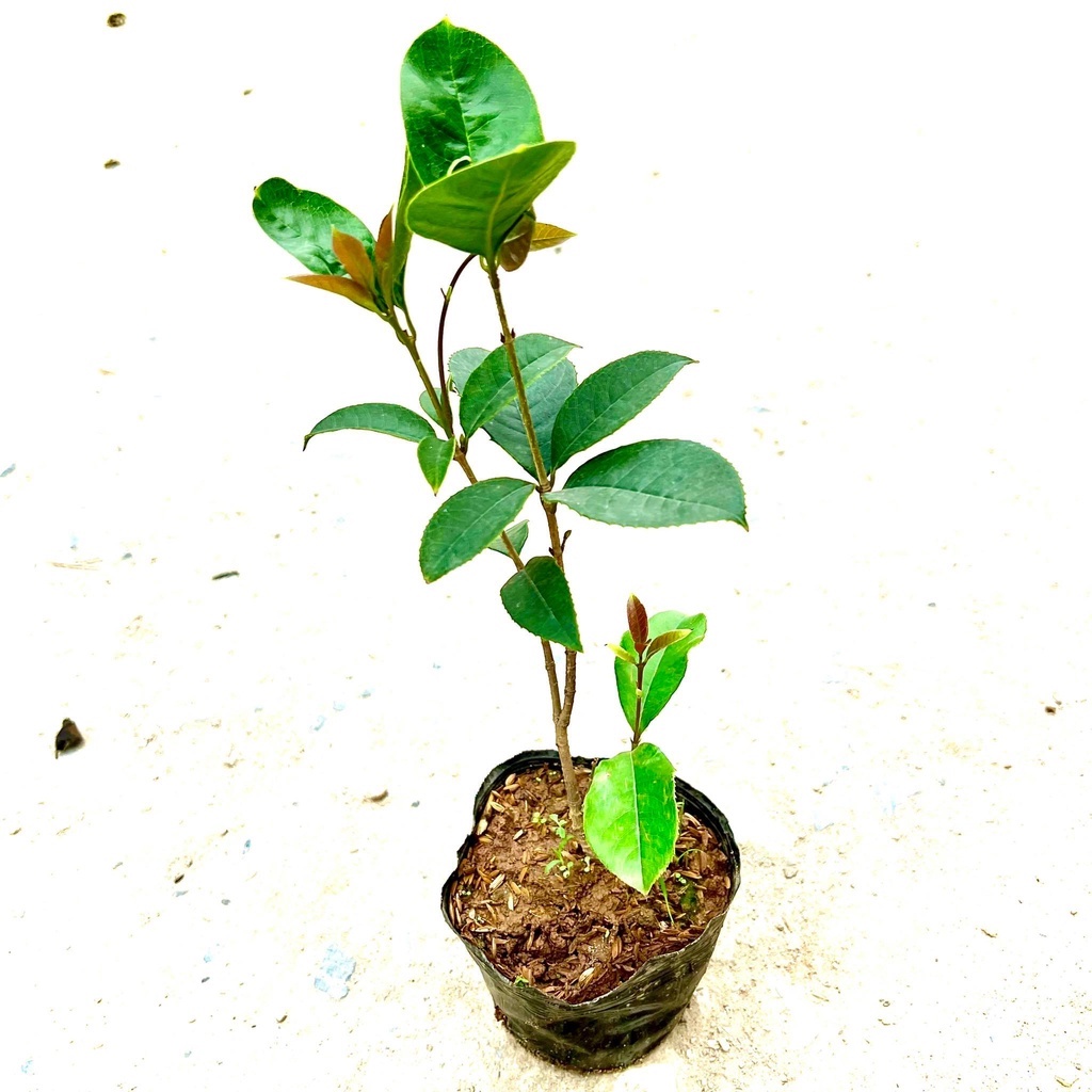 Cây mộc hương ta hoa vàng - THẾ GIỚI HOA CÂY CẢNH - cao 30-40cm..