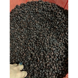 Hạt Dổi nếp thơm (hạt tiêu rừng Tây Bắc)