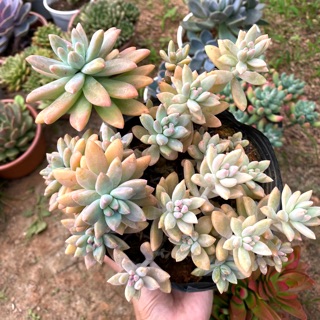 SEN ĐÁ PHA LÊ HỒNG BỤI LỚN 15-18CM