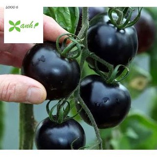 Hạt giống Cà chua đen F1 (10 hạt)