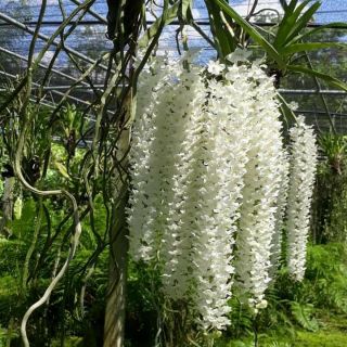 Hoa phong lan sóc trắng thái thuần vườn