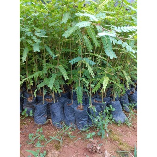 Cây giống bồ kết 05 cây