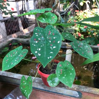 Mon đốm chấm bi